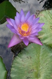A Whisper of Thoughts, expected August 2019 a whisper of thoughts, author Annelies George, thoughts, wisdom